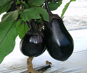 img_eggplant_1